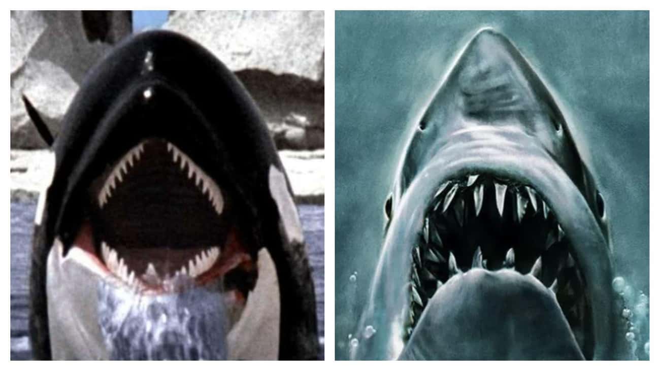 'Orca' Tried To Substitute The Killer Shark In 'Jaws' For A Whale