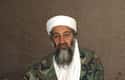 Osama bin Laden on Random Celebrity Deaths of 2011