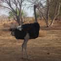 Ostrich on Random Scariest Types of Birds in the World