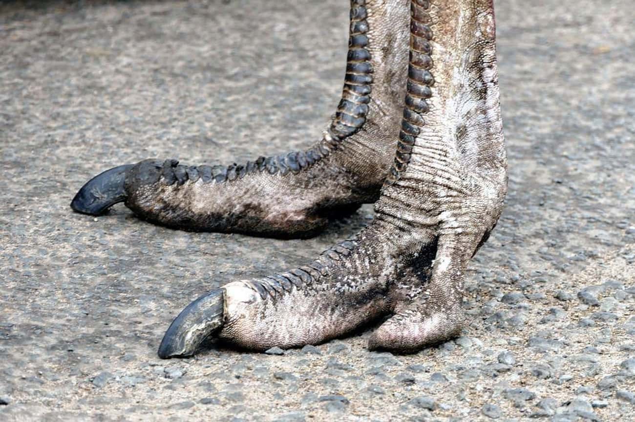 Ostriches Basically Have The Toes Of A Velociraptor