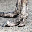 Ostrich on Random Weird Animal Feet You Have To See To Believe
