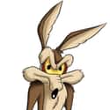 Wile E. Coyote on Random Best Looney Tunes Characters