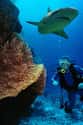Papua New Guinea on Random Best Countries for Scuba Diving