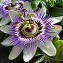 Passion flower on Random Best Flowers to Give a Woman