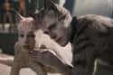 Cats: The Movie on Random Times Movies Used CGI For Absolutely No Good Reason