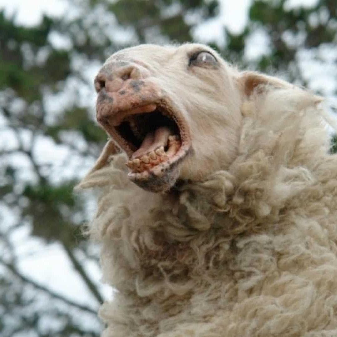 Psychopathic Sheep - 'Black Sheep'