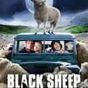 Black Sheep on Random Best Zombie Movies