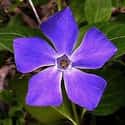 Periwinkle on Random Best Flowers to Give a Woman