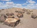 Petrified Forest National Park on Random Best National Parks in the USA