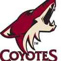 Phoenix Coyotes on Random Best NHL Teams