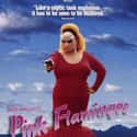 Pink Flamingos on Random Best Movies That Are Super Weird