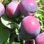 Plum is listed (or ranked) 13 on the list High Fiber Foods | Fiber For A Healthy Diet