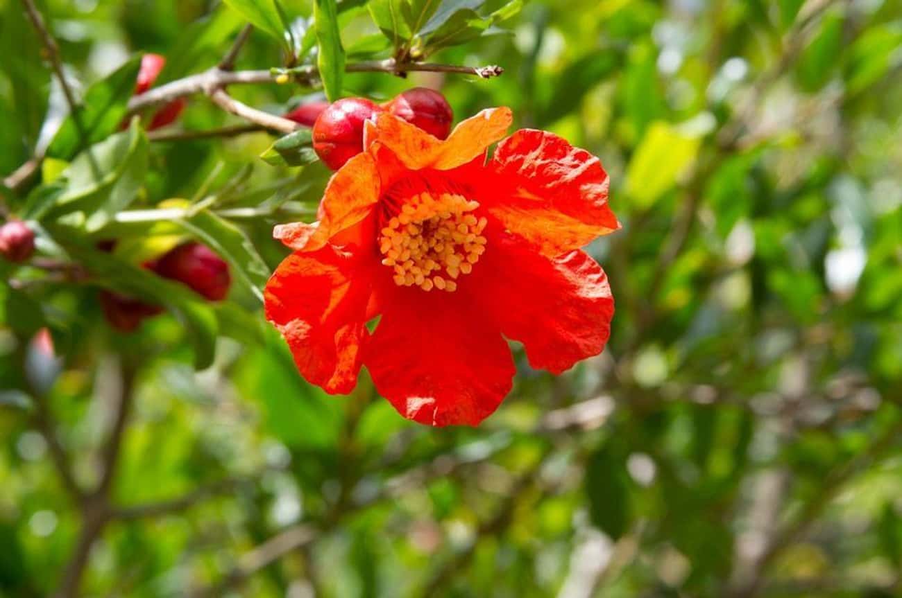 Pomegranate Trees Also Grow These Cool Looking Tropical Flowers