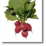 Radish