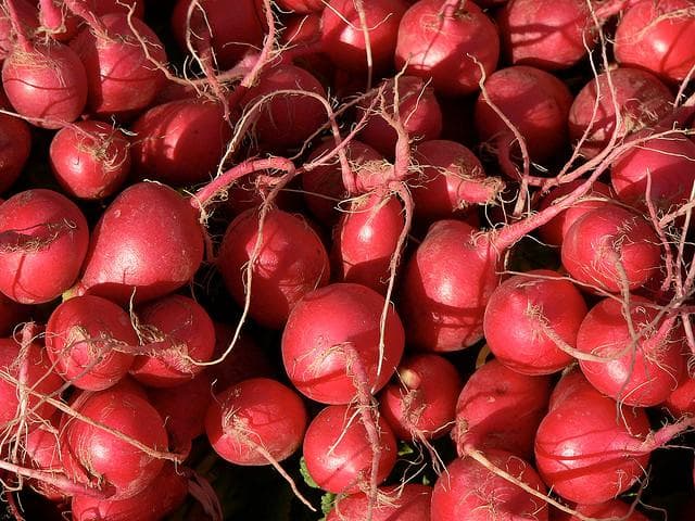 Radish