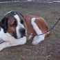Beethoven is listed (or ranked) 19 on the list The Greatest Dog Characters of All Time