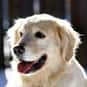 Marley is listed (or ranked) 40 on the list The Greatest Dog Characters of All Time