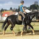 Equestrian on Random Best Solo Sports for Girls