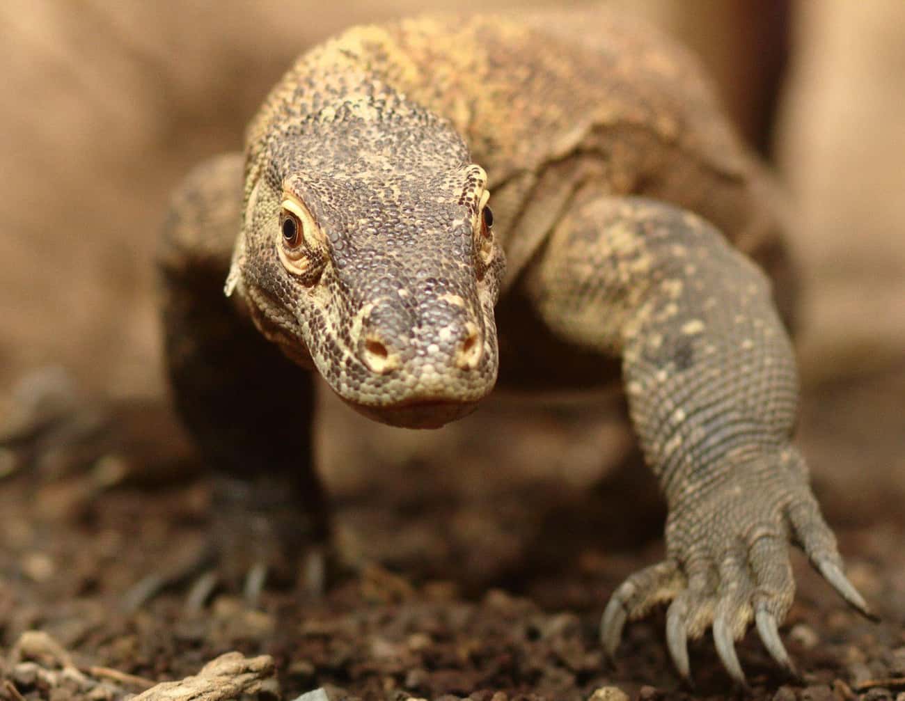 Komodo Dragons