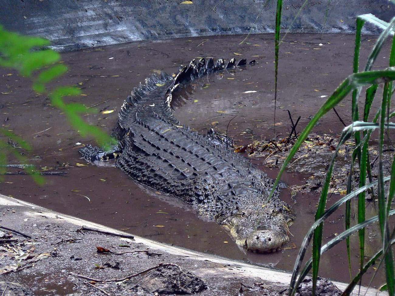 Самый большой аллигатор. Гигантский гребнистый крокодил людоед. Гребнистый крокодил. Гребнистый крокодил самый большой. Гребнистые крокодилы-людоеды.