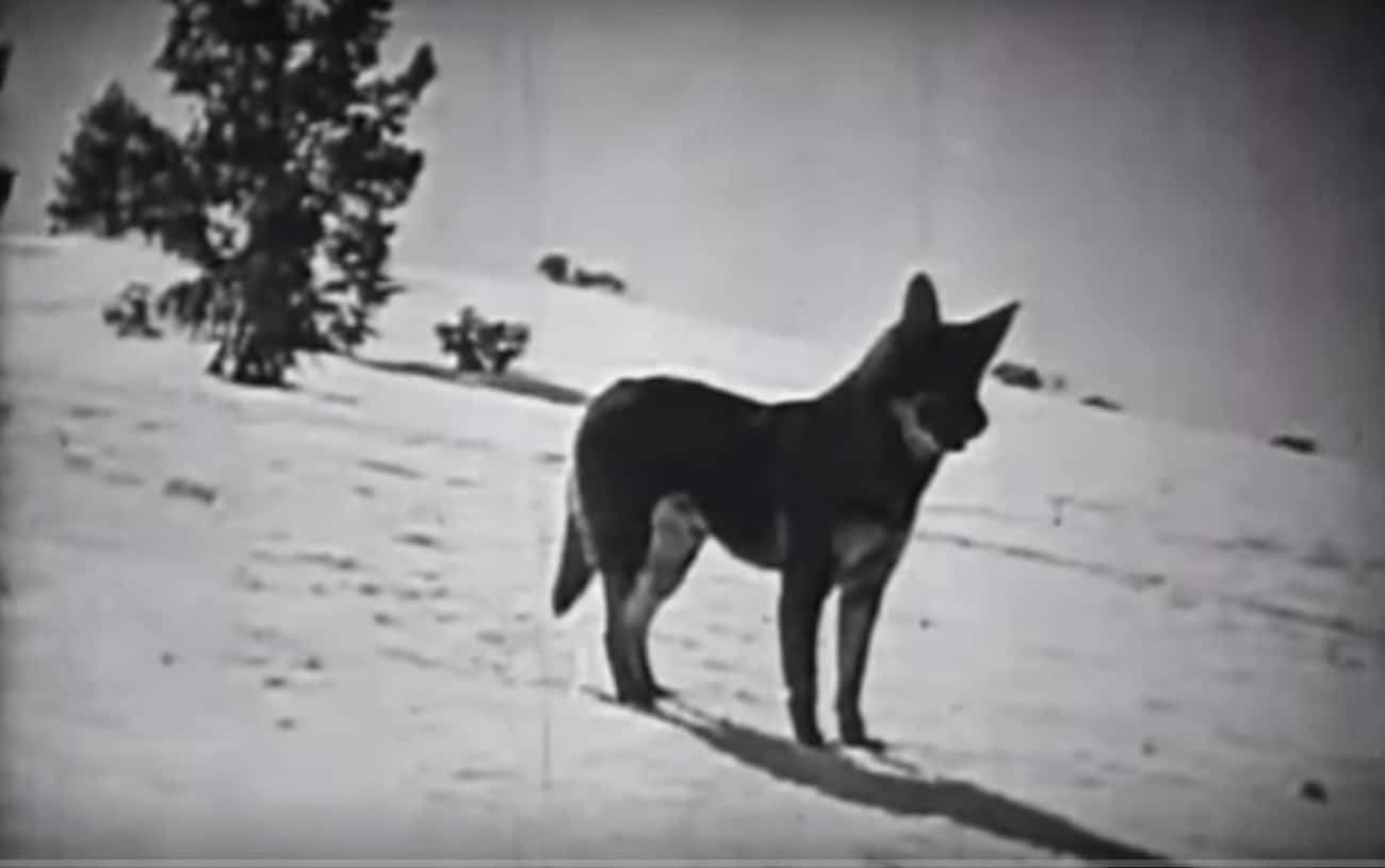 29 Rin Tin Tin Movies Came Out In A Nine-Year Span