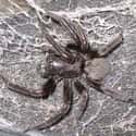 Funnel Web Spiders on Random Scariest Animals in the World