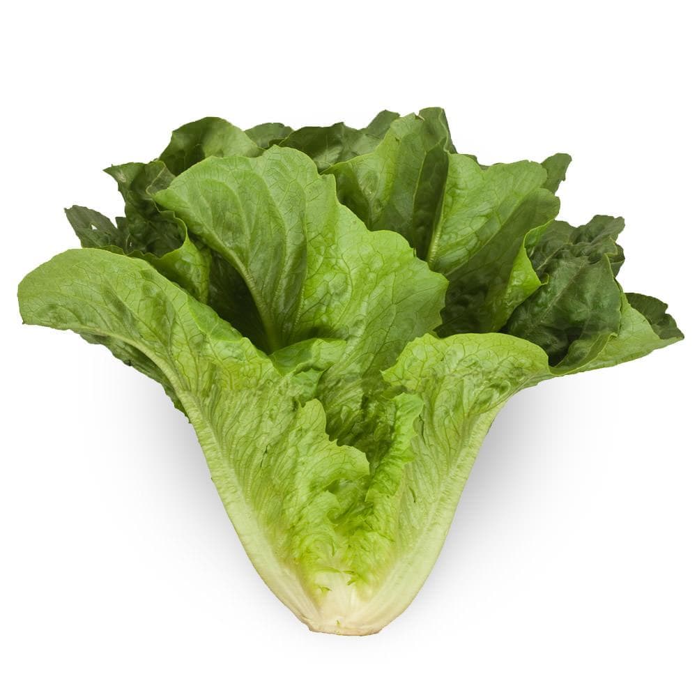 Random Types of Lettuce