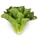 Romaine lettuce on Random Types of Lettuce