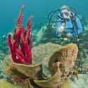 Saint Vincent and the Grenadines on Random Best Countries for Scuba Diving