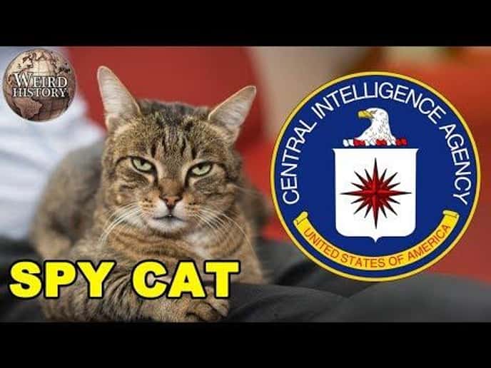 The CIA Used a Cat as a Spy